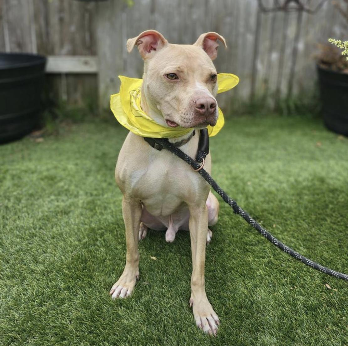 Enlarge Cheesey Tango, a ADOPTABLE Terrier in New Haven, CT image 2/5