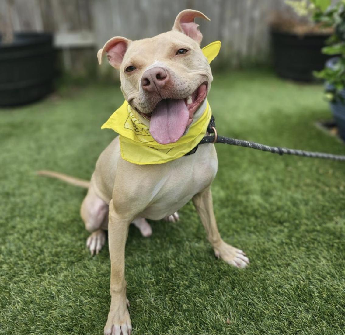 Enlarge Cheesey Tango, a ADOPTABLE Terrier in New Haven, CT image 1/5