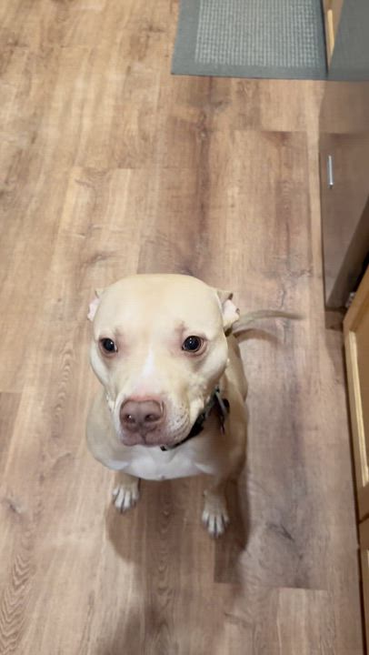 Enlarge Cheesey Tango, a ADOPTABLE Terrier in New Haven, CT video 5/5