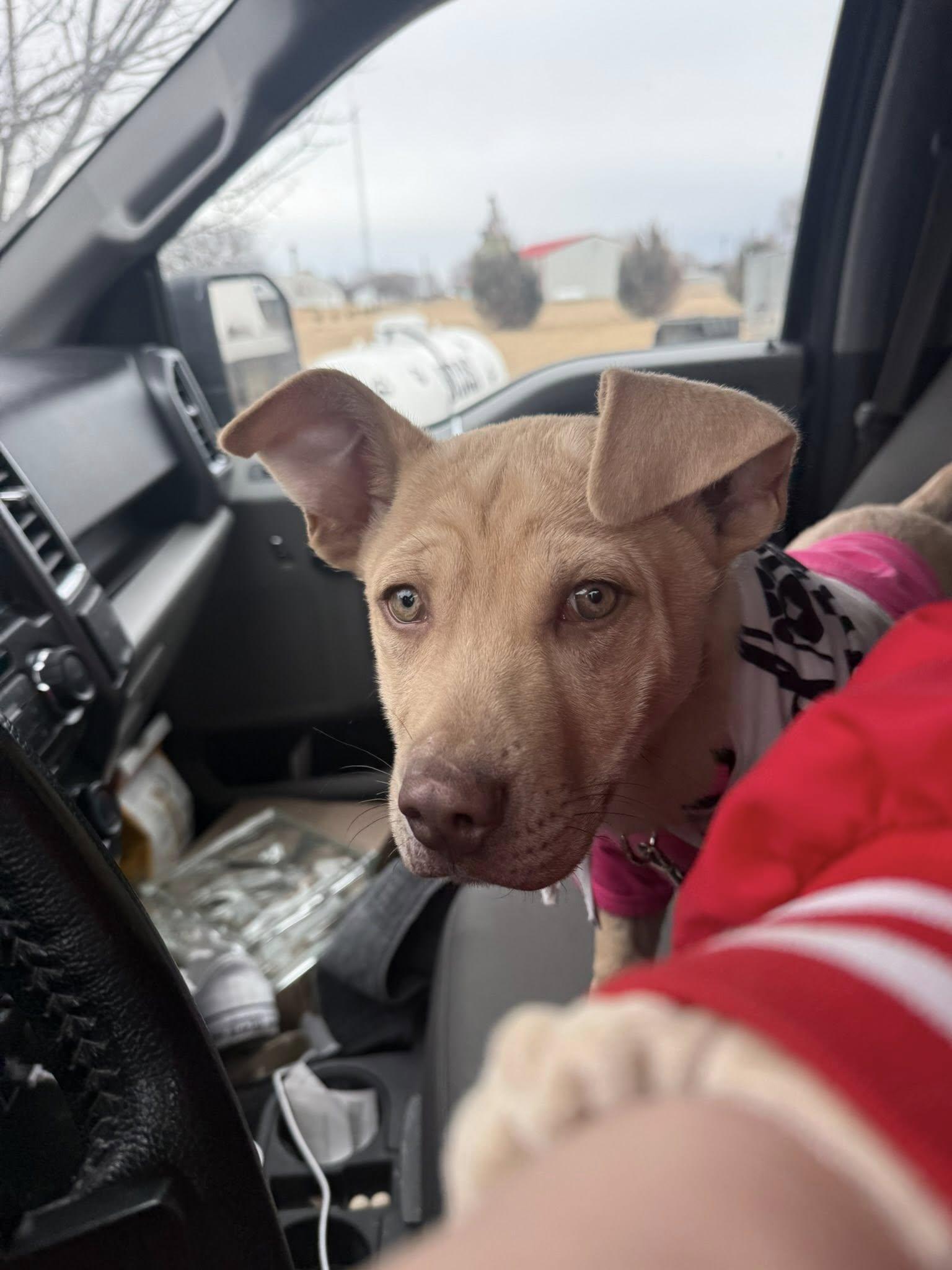 Enlarge Goose, an adopted mixed breed in ONeill, NE image 3/3