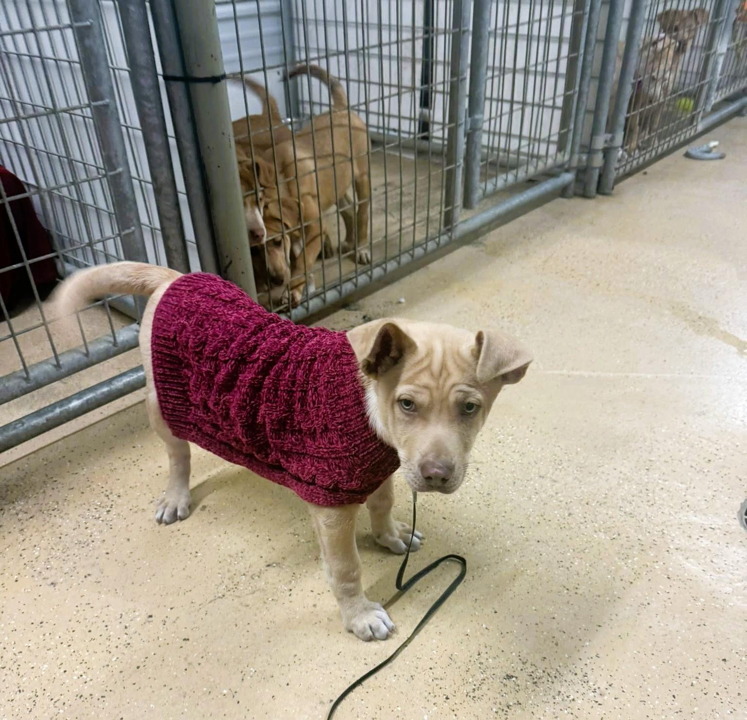 Enlarge Goose, an adopted mixed breed in ONeill, NE image 2/3