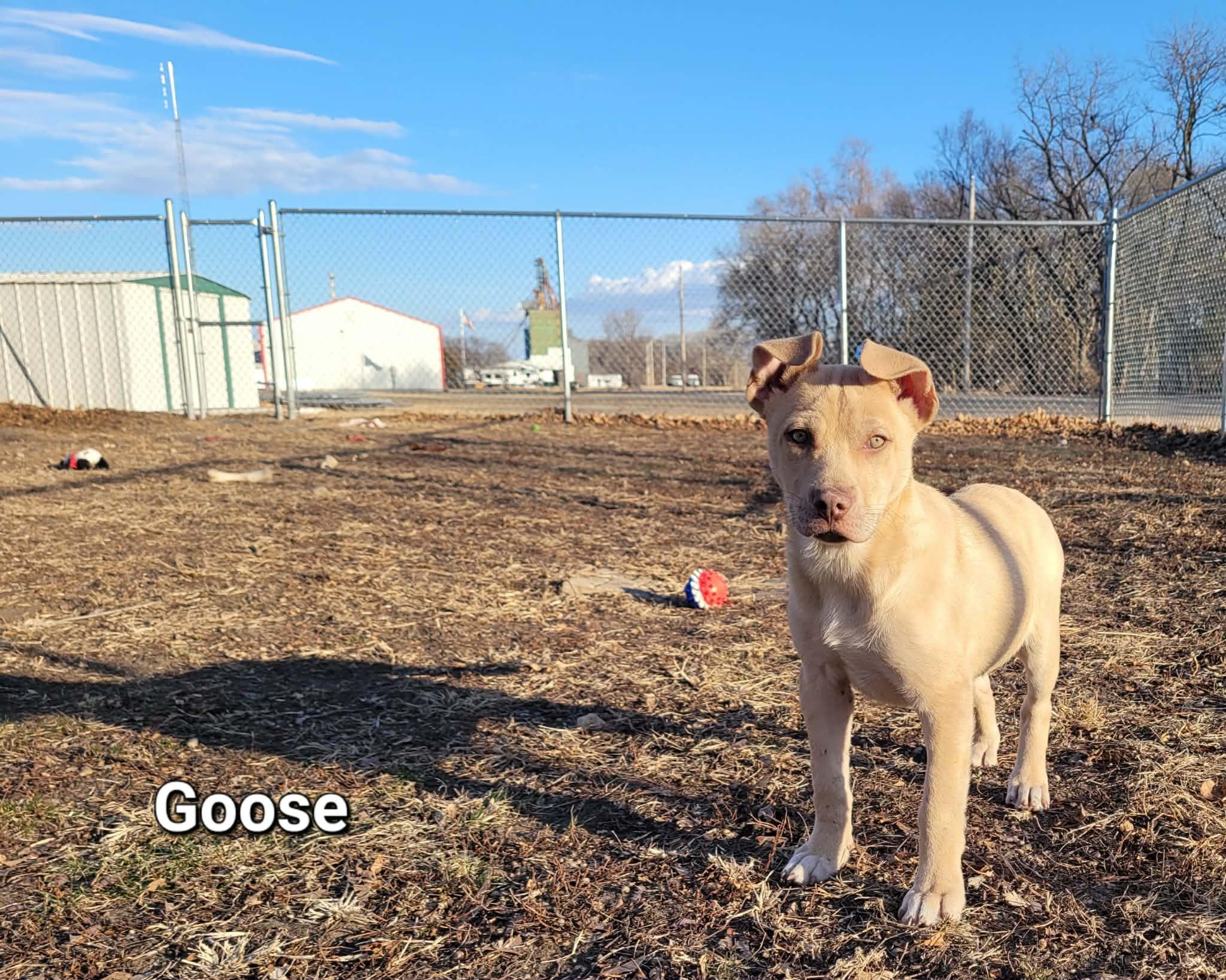 Enlarge Goose, an adopted mixed breed in ONeill, NE image 1/3