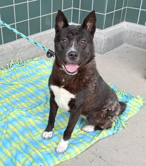 JUNIE, Adoptable, Young Female Jindo & Australian Cattle Dog / Blue Heeler.