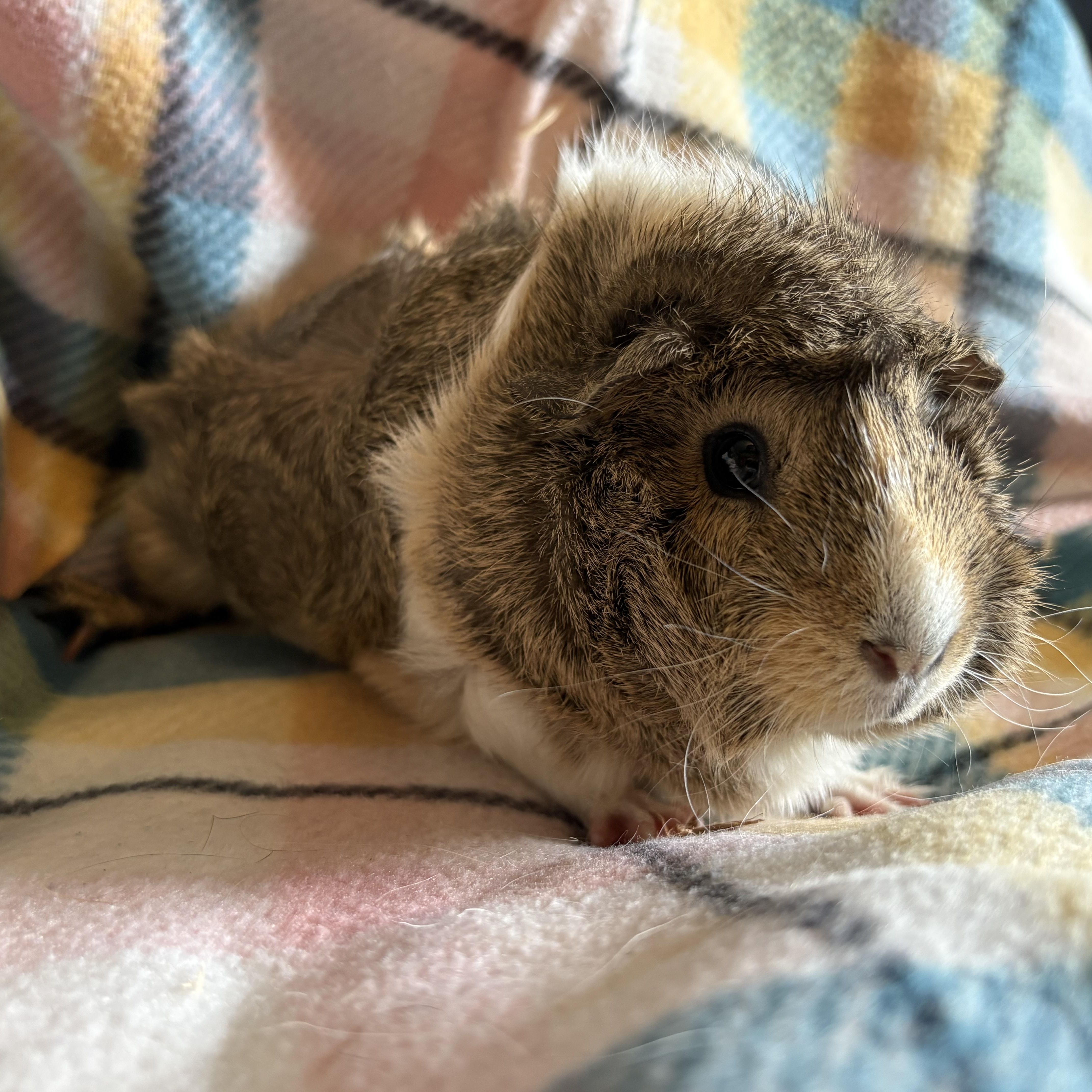 Checkers & Chess & Yahtzee, ADOPTABLE, Young Female Abyssinian.