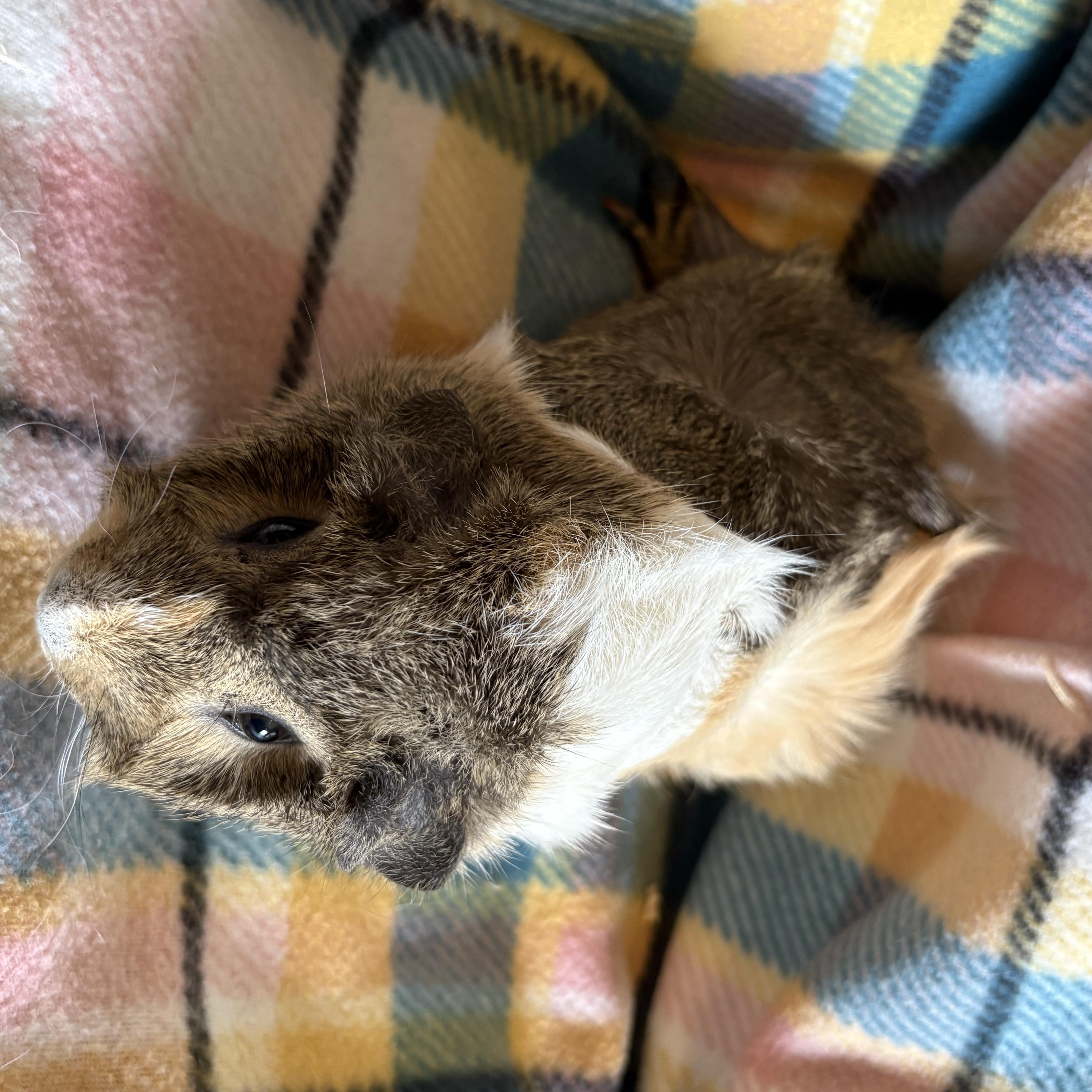 Checkers & Chess & Yahtzee, a ADOPTABLE Abyssinian in Olympia, WA image 6/6