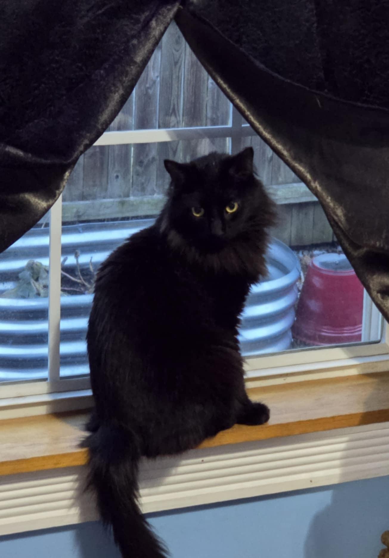 Salem, Adopted, Adult Male Domestic Long Hair.