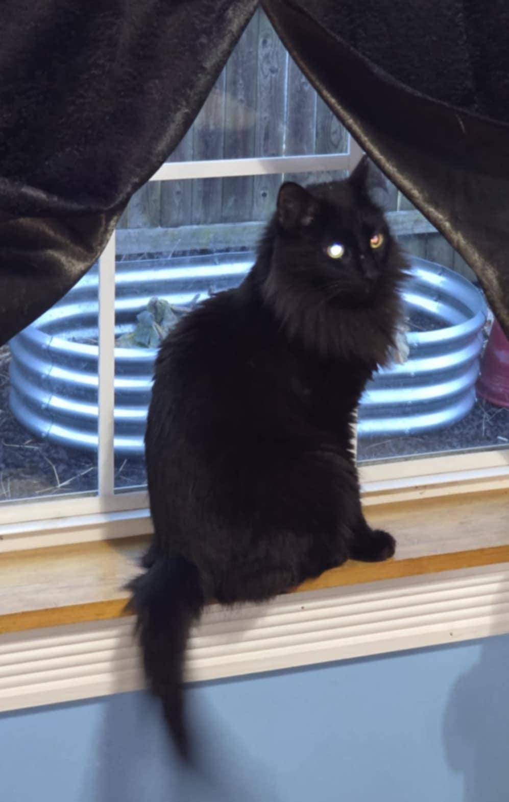 Enlarge Salem, a Adopted Domestic Long Hair in Harrisburg, PA image 2/3