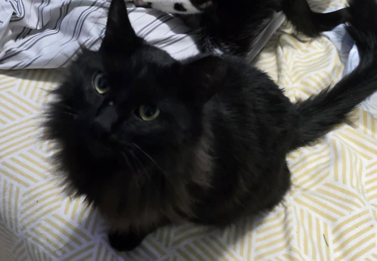 Enlarge Salem, a Adopted Domestic Long Hair in Harrisburg, PA image 3/3