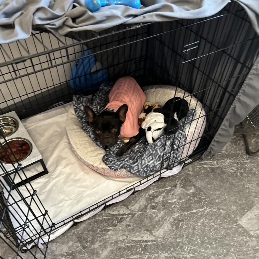 Clarissa, Adoptable, Adult Female French Bulldog.