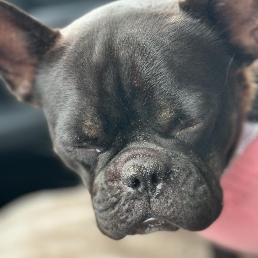 Enlarge Clarissa, a Adoptable French Bulldog in Huber Heights, OH image 2/6
