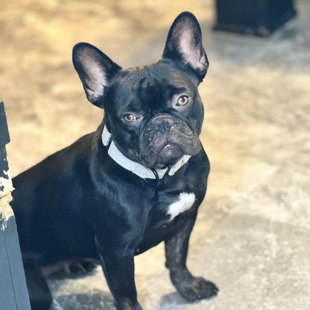 Enlarge Clarissa, a Adoptable French Bulldog in Huber Heights, OH image 3/6