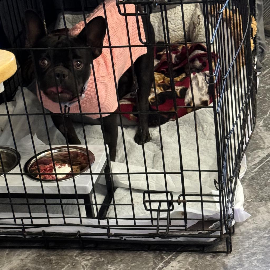 Enlarge Clarissa, a Adoptable French Bulldog in Huber Heights, OH image 4/6