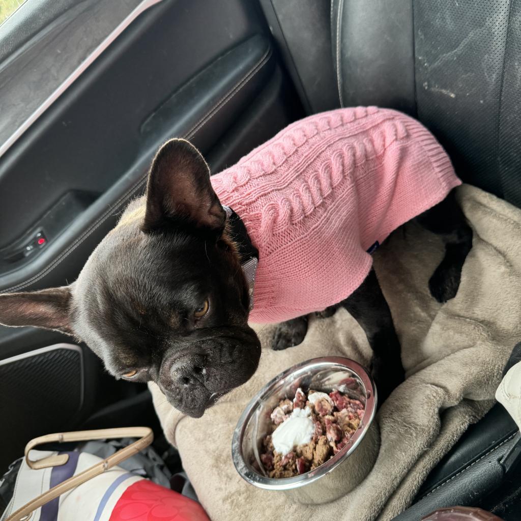 Enlarge Clarissa, a Adoptable French Bulldog in Huber Heights, OH image 5/6