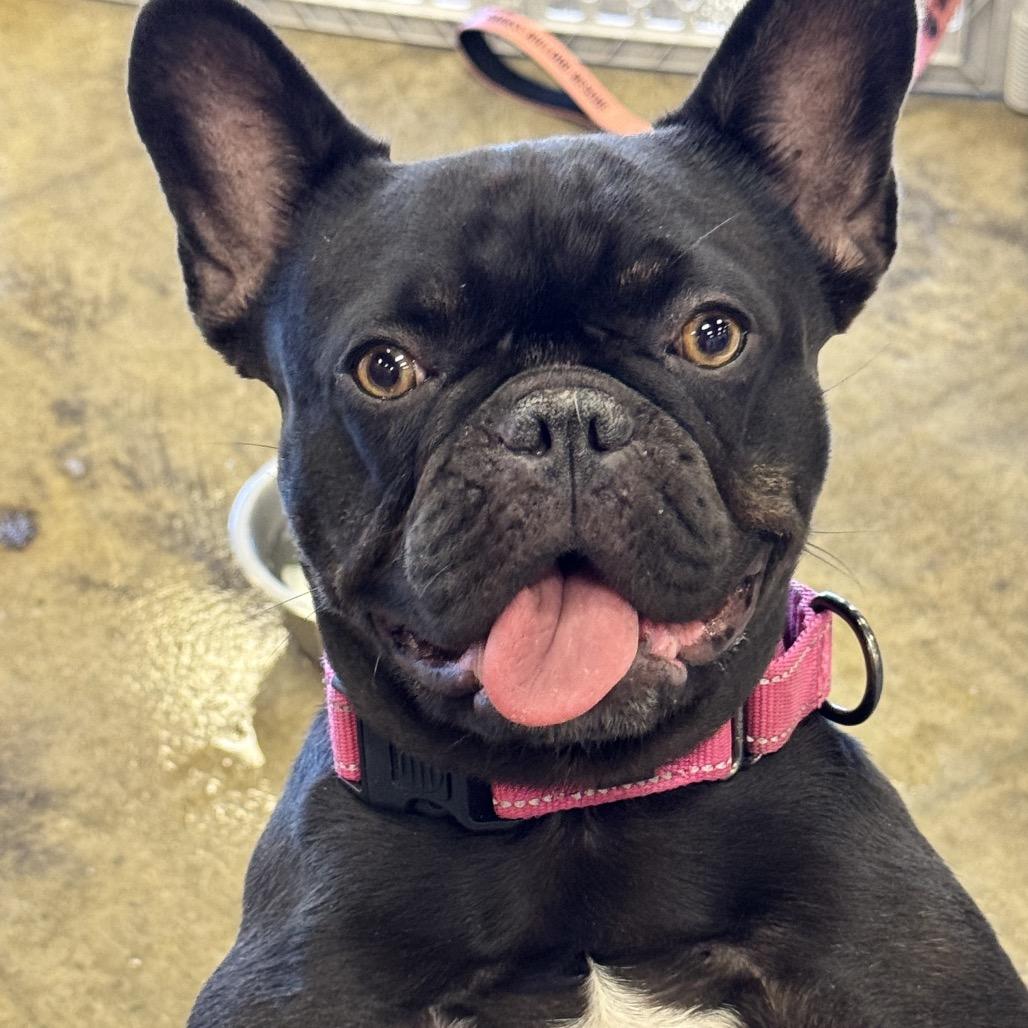 Enlarge Clarissa, a Adoptable French Bulldog in Huber Heights, OH image 6/6