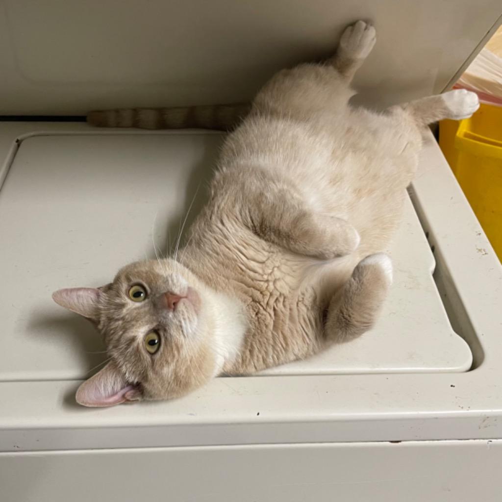 Enlarge DAFFODIL, a Adoptable mixed breed in Battle Creek, MI image 1/3