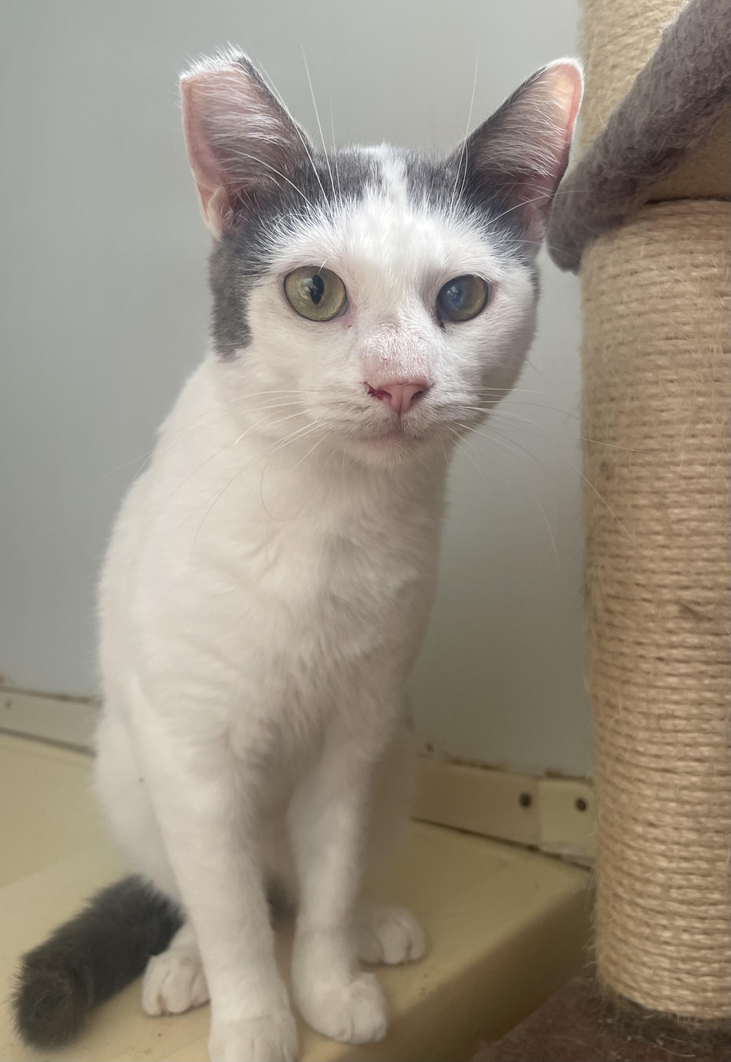 Garvin, Adoptable, Adult Male Domestic Short Hair.