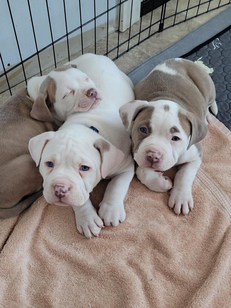 Enlarge Hayward, a ADOPTABLE mixed breed in China Township, MI image 6/6