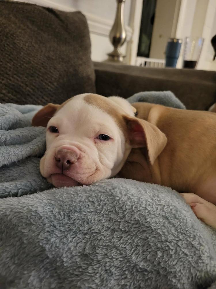 Enlarge Hayward, a ADOPTABLE mixed breed in China Township, MI image 1/6