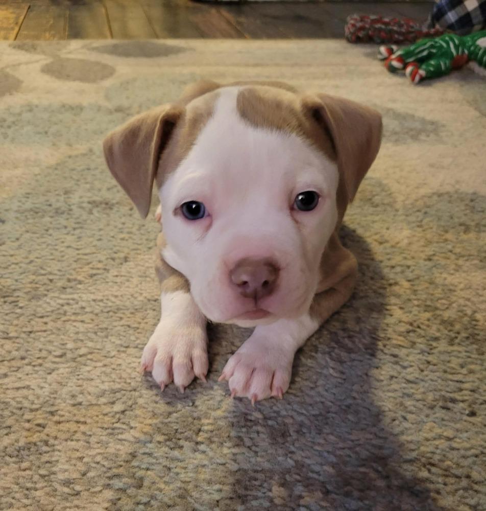 Enlarge Hayward, a ADOPTABLE mixed breed in China Township, MI image 5/6