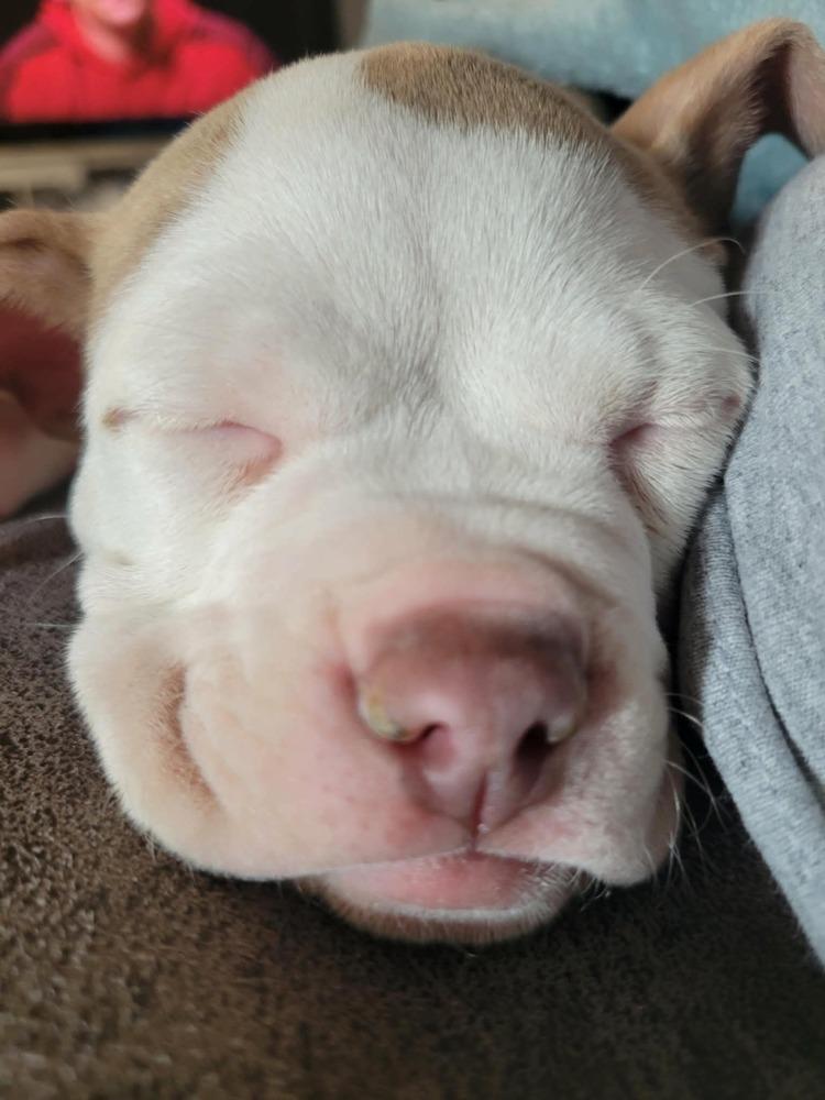 Enlarge Hayward, a ADOPTABLE mixed breed in China Township, MI image 2/6