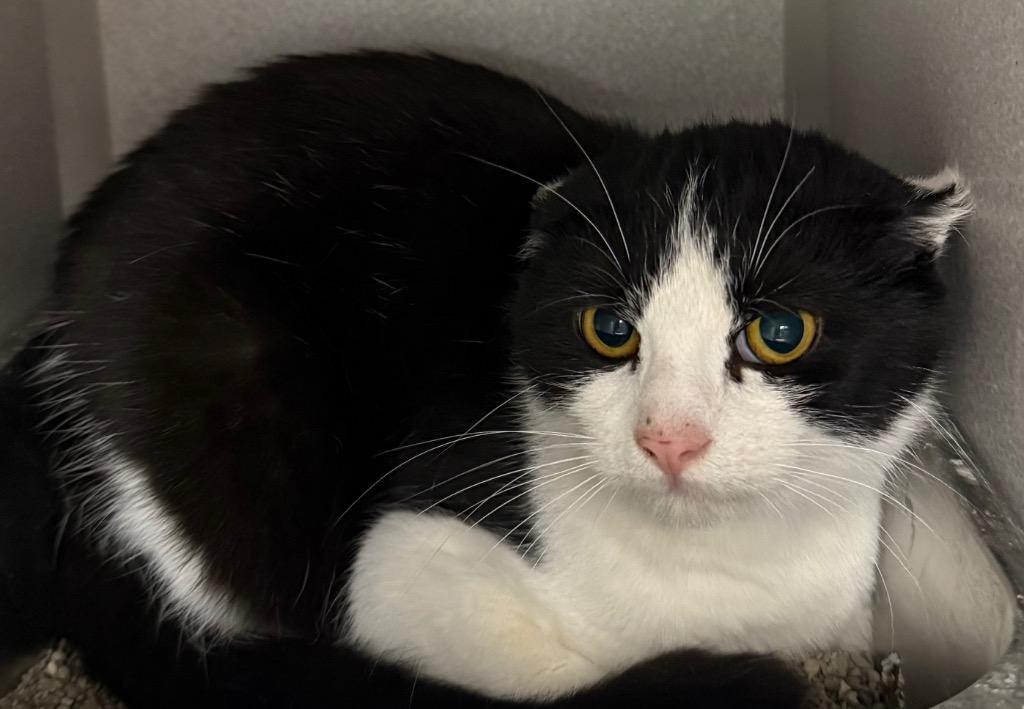 Enlarge Oreo, a Adoptable mixed breed in Greencastle, IN image 1/1