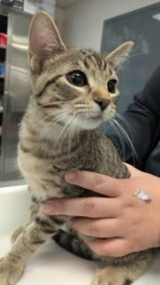 Melody, Adopted, Kitten Female Domestic Short Hair.