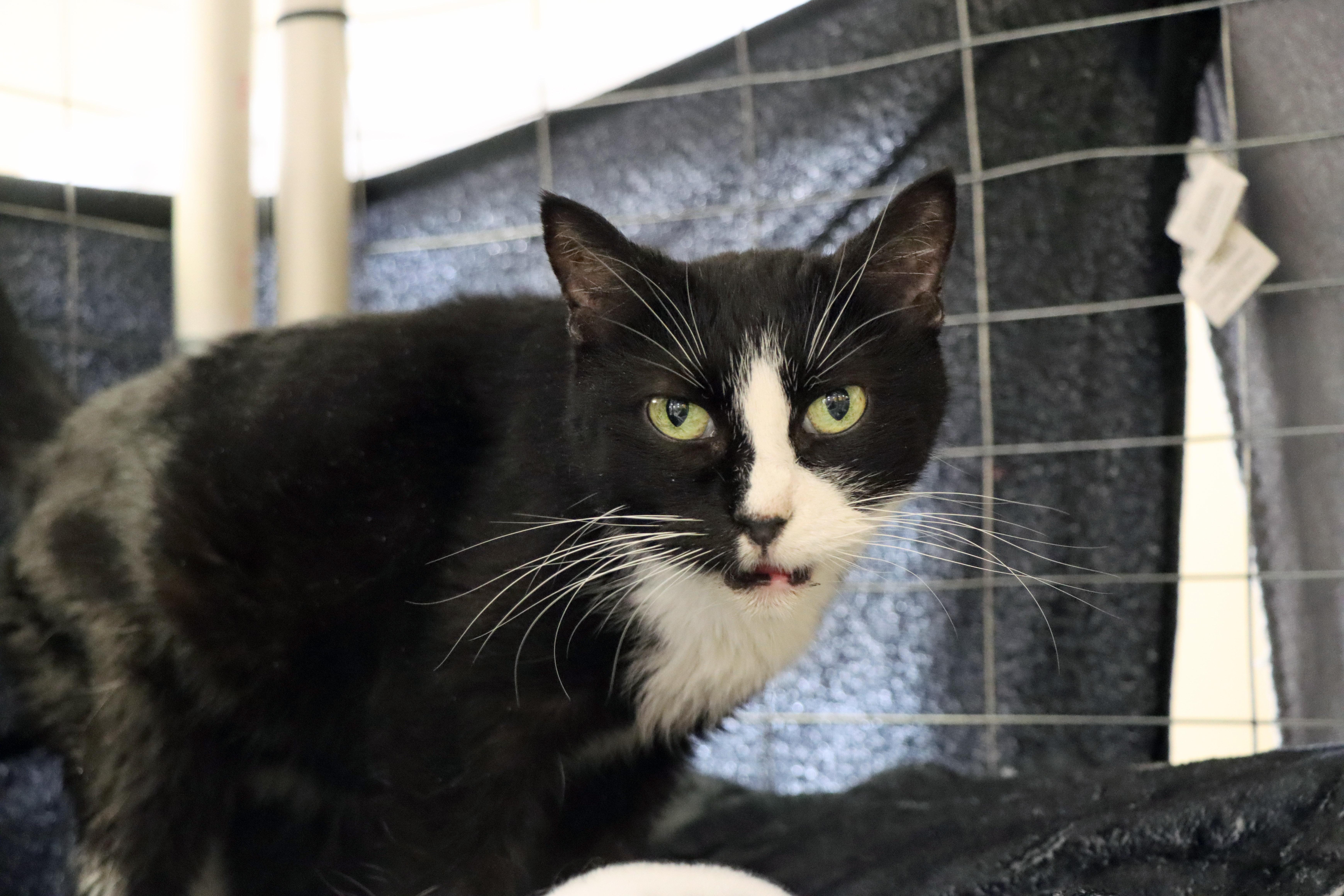 Trixie, Adoptable, Senior Female Domestic Short Hair.