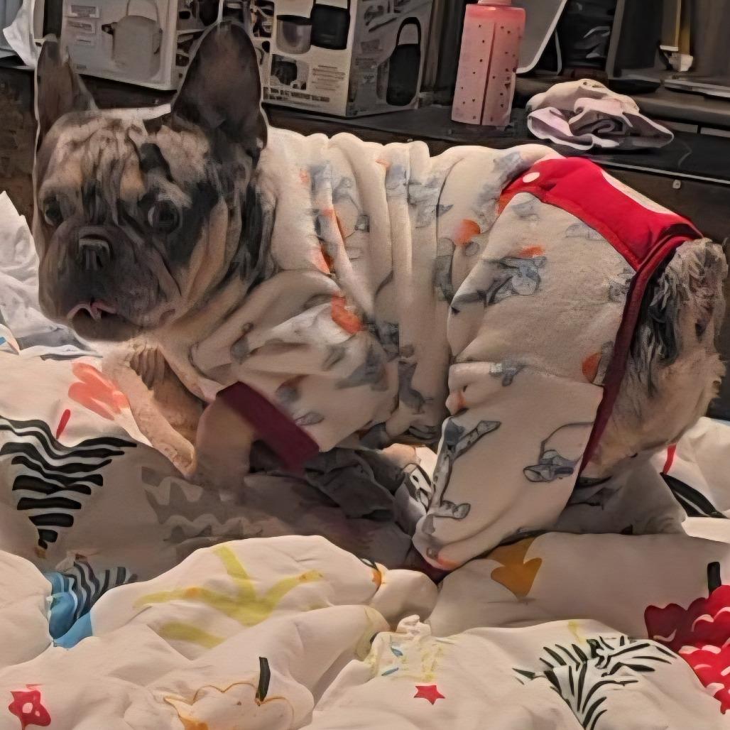 Pebbles, Adoptable, Adult Female French Bulldog.