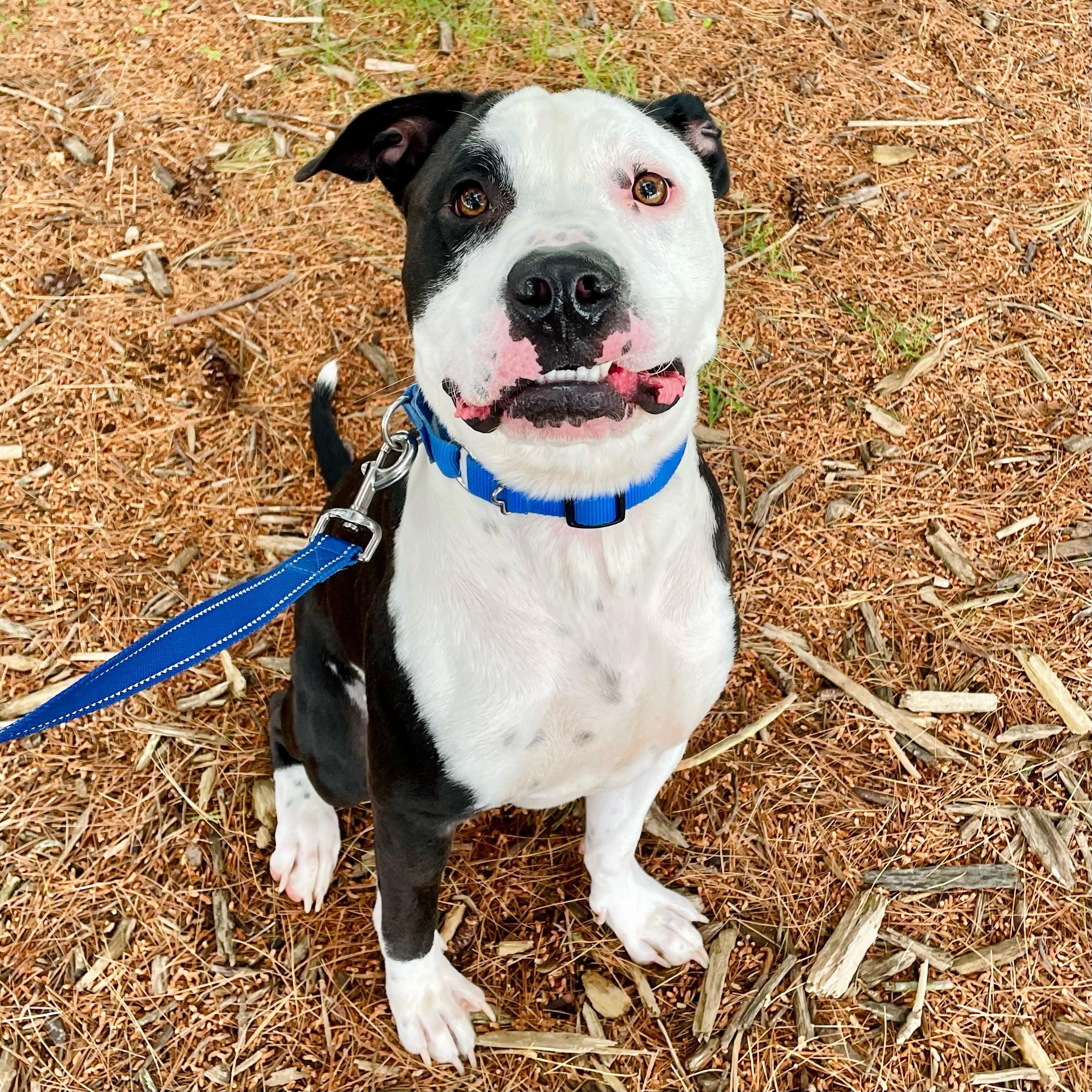 Enlarge Pride, a Adoptable Pit Bull Terrier in Columbus, IN image 6/6