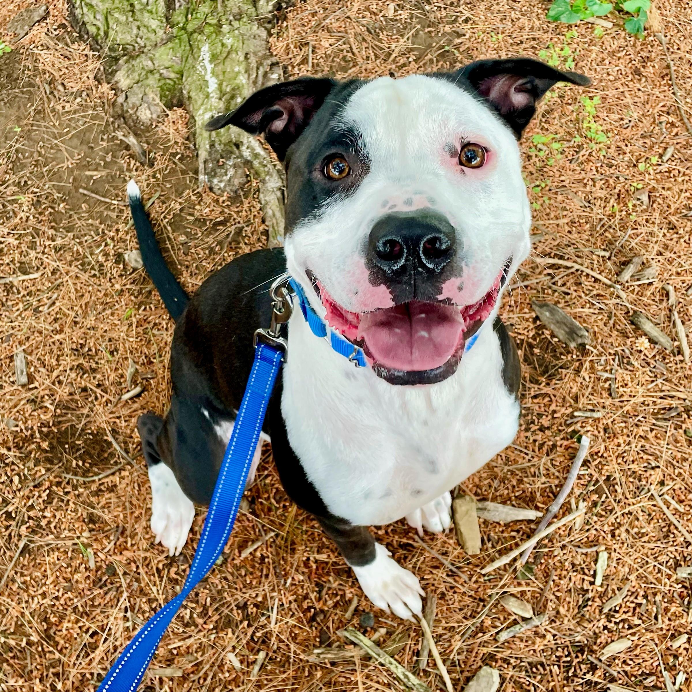 Pride, Adoptable, Adult Male Pit Bull Terrier.