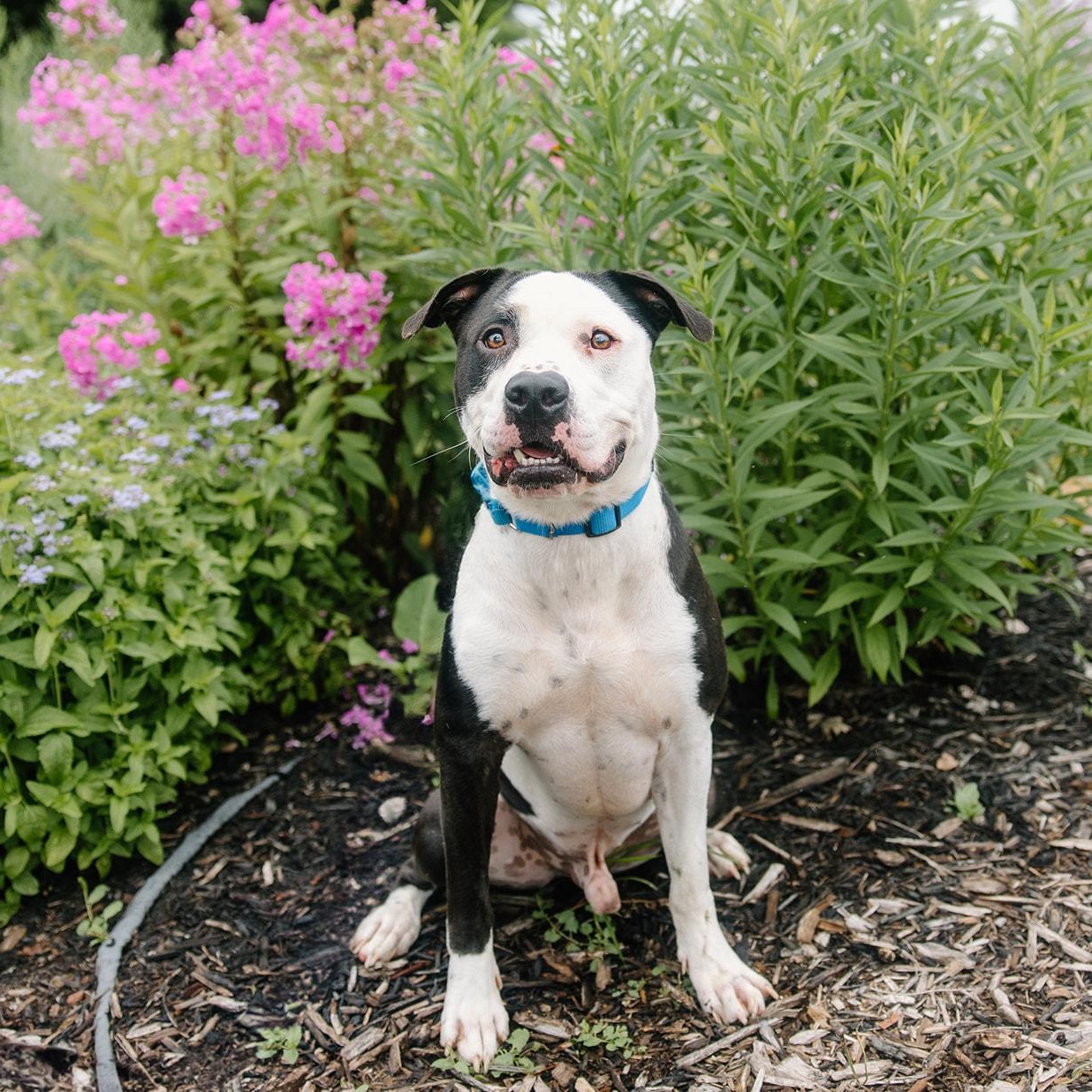 Pride, Adoptable, Adult Male Pit Bull Terrier.