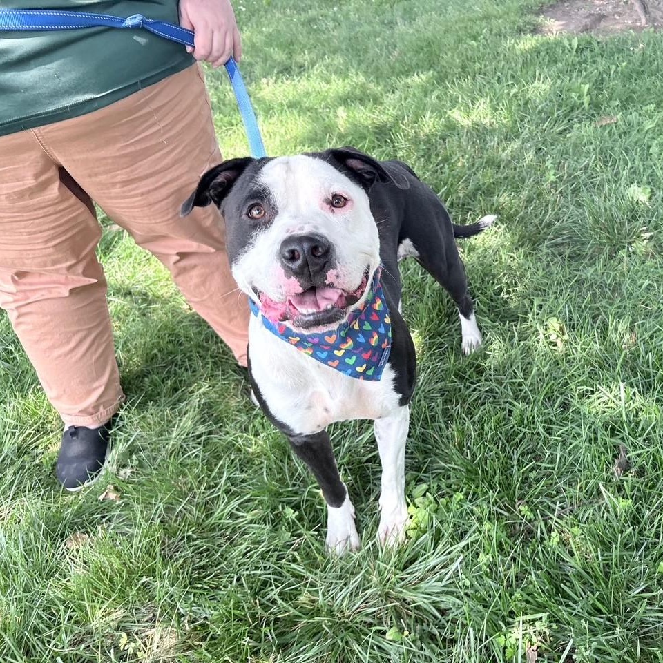Pride, Adoptable, Adult Male Pit Bull Terrier.