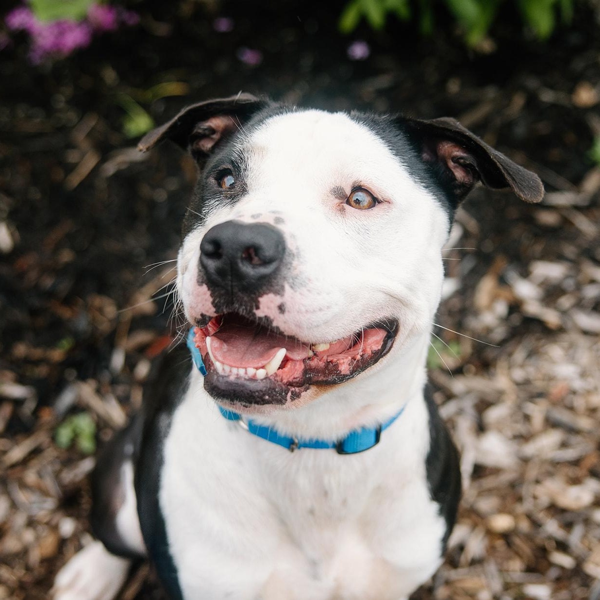 Enlarge Pride, a Adoptable Pit Bull Terrier in Columbus, IN image 2/6