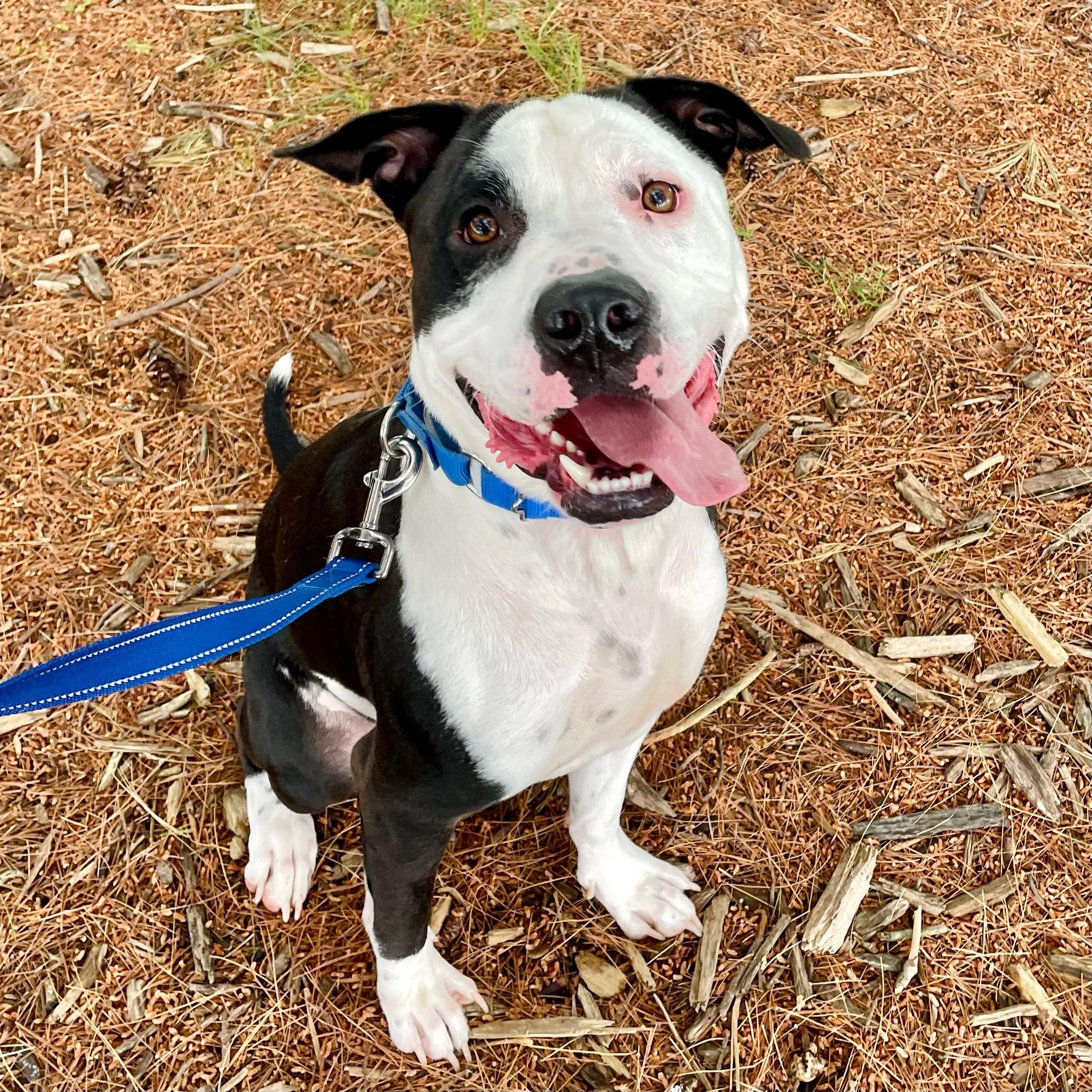 Enlarge Pride, a Adoptable Pit Bull Terrier in Columbus, IN image 5/6