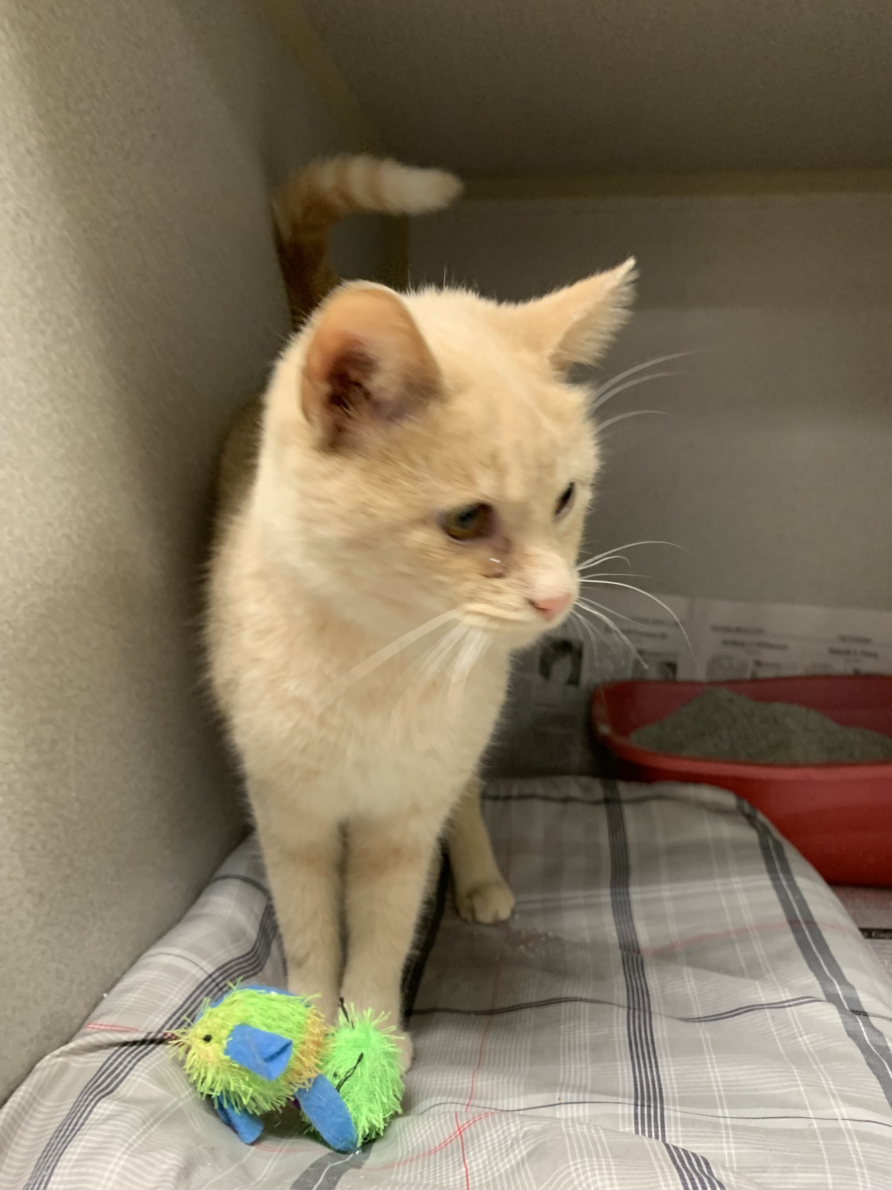 Enlarge Woznee, a Adoptable mixed breed in Sharpsville, PA image 1/2