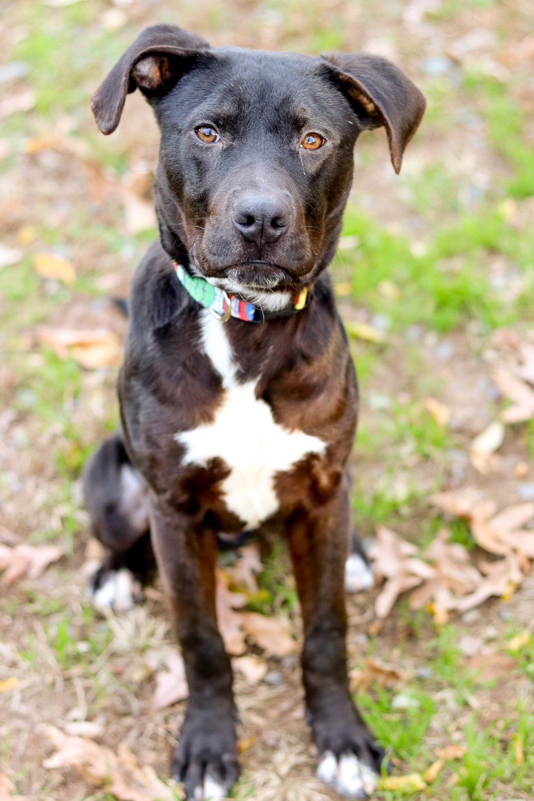 Enlarge Chucky, a Adoptable mixed breed in Sanford, NC image 1/3