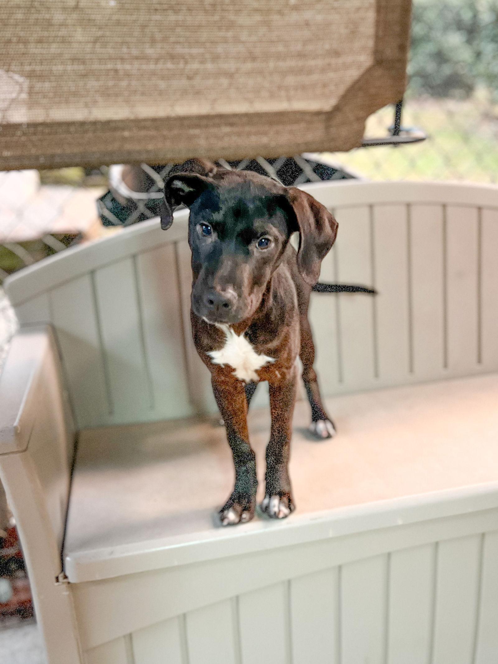 Enlarge Chucky, a Adoptable mixed breed in Sanford, NC image 2/3