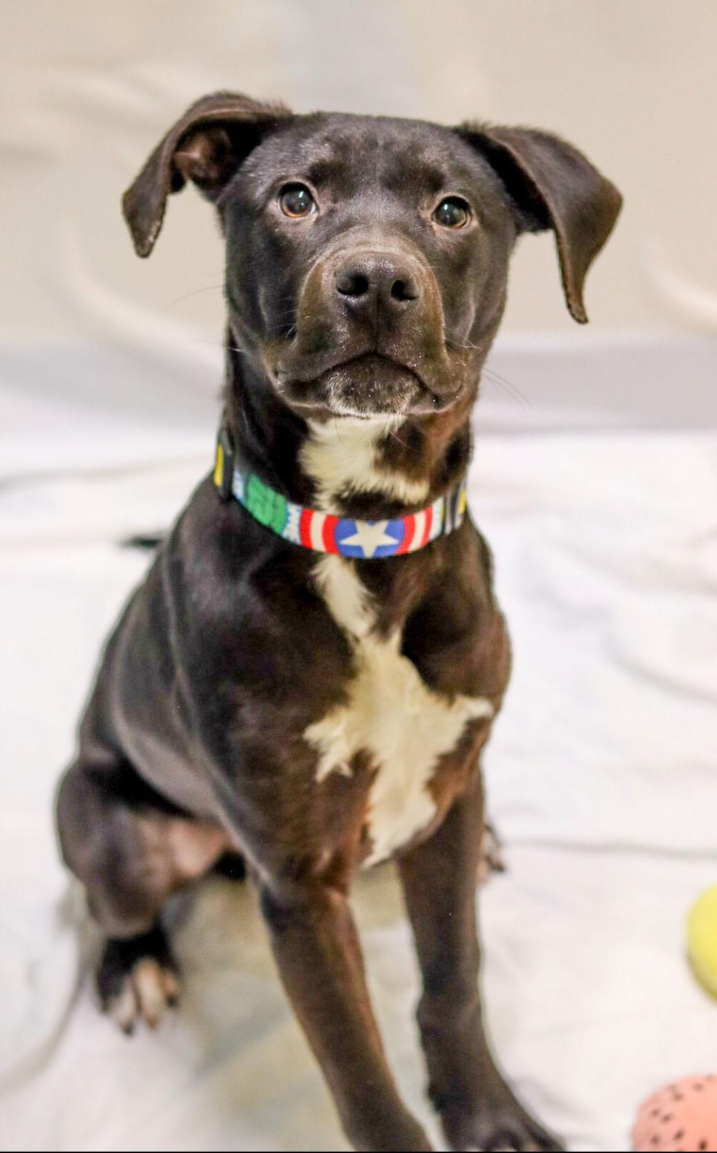 Enlarge Chucky, a Adoptable mixed breed in Sanford, NC image 3/3