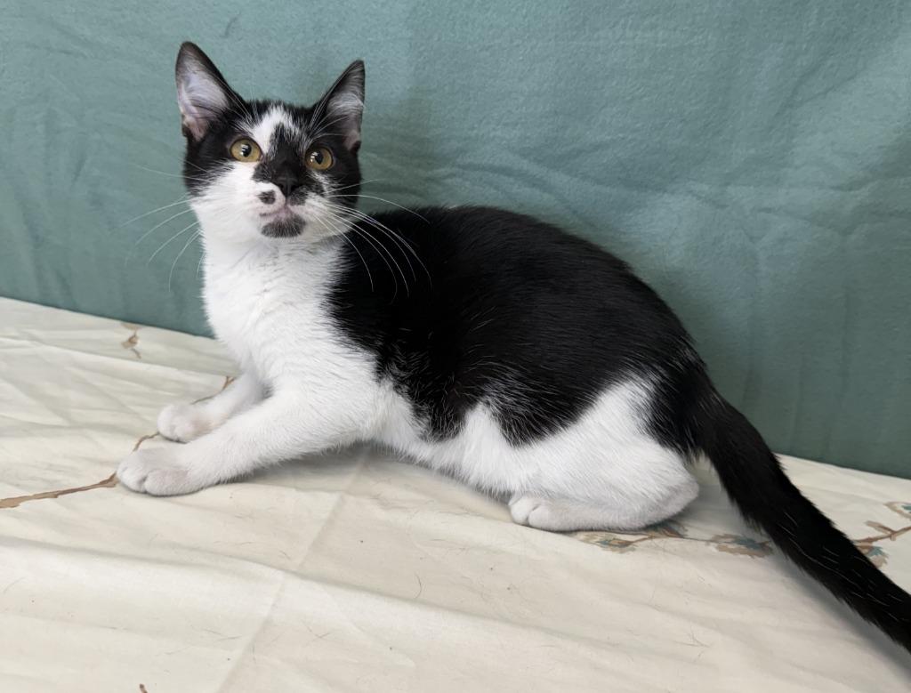 Enlarge Karen, a Adoptable Domestic Short Hair in Benld, IL image 1/1