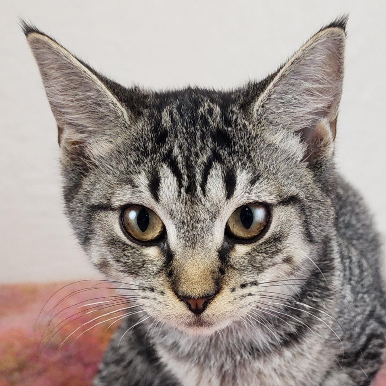 Sassy - Adoptable Pet | Petfinder