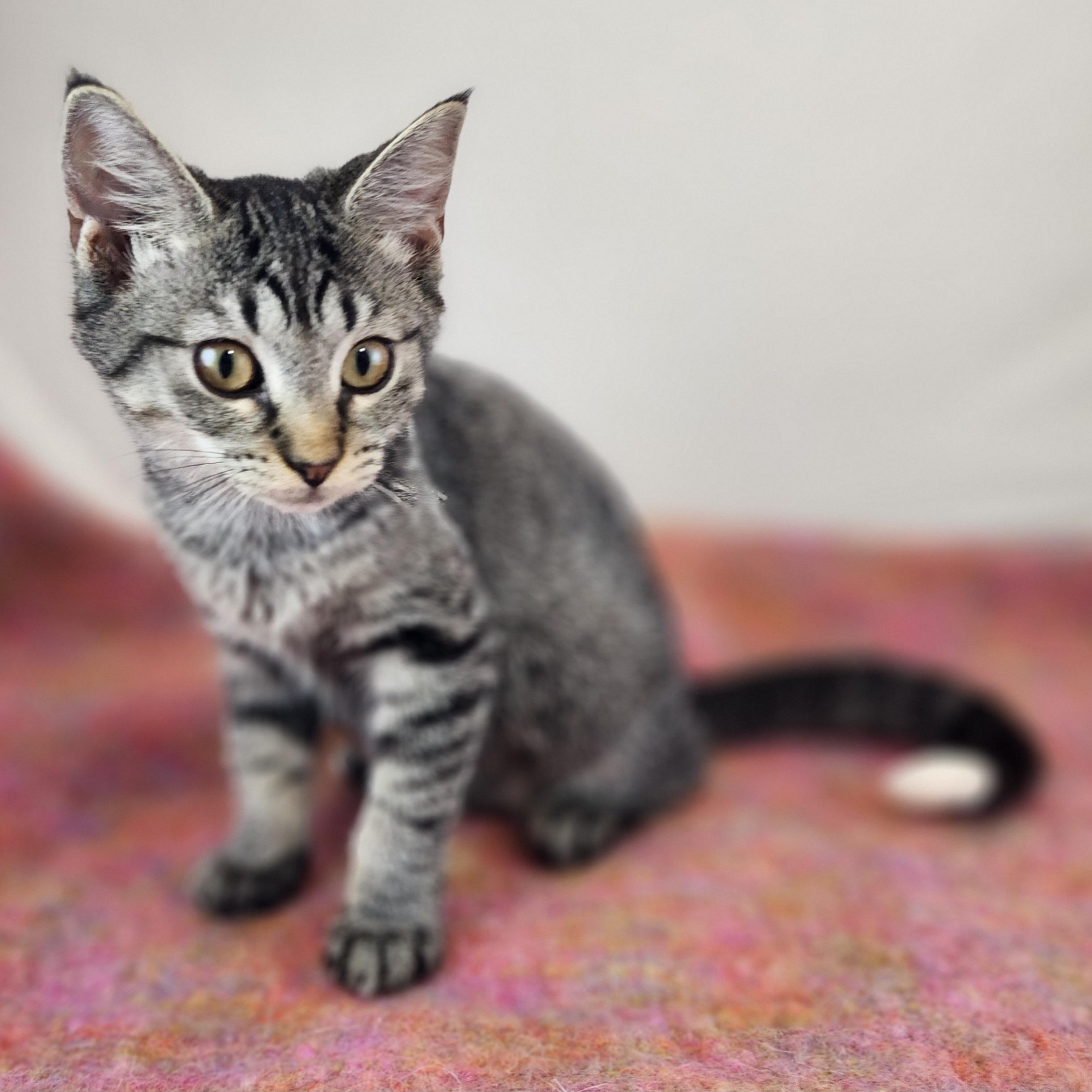 Enlarge Sassy, a Adoptable Domestic Short Hair in New York, NY image 5/6