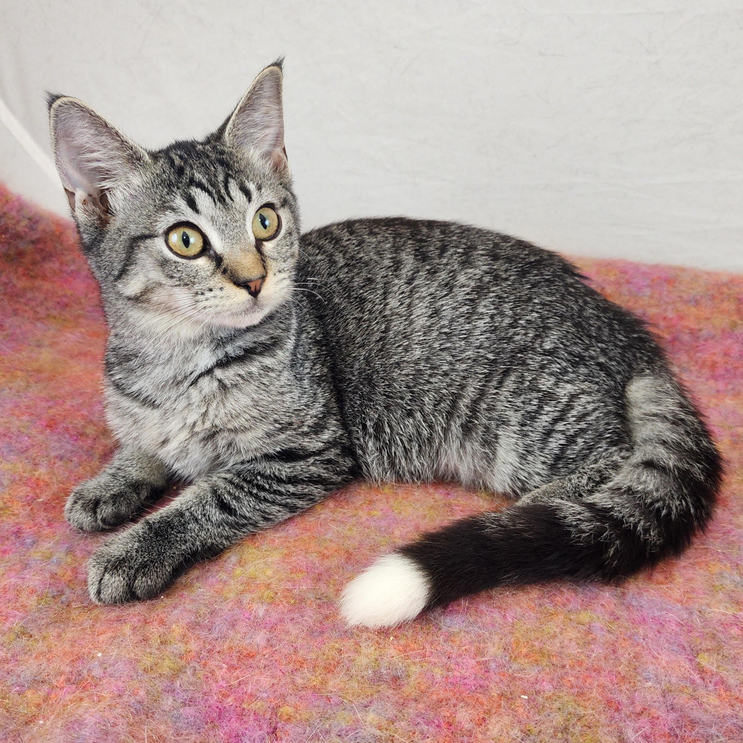 Enlarge Sassy, a Adoptable Domestic Short Hair in New York, NY image 2/6
