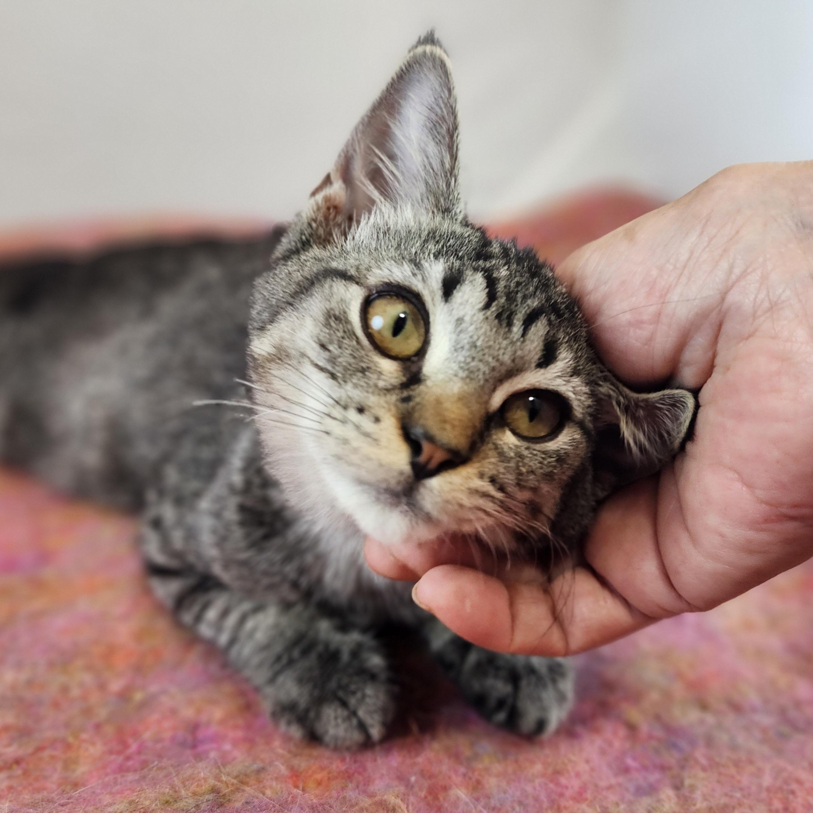 Enlarge Sassy, a Adoptable Domestic Short Hair in New York, NY image 3/6