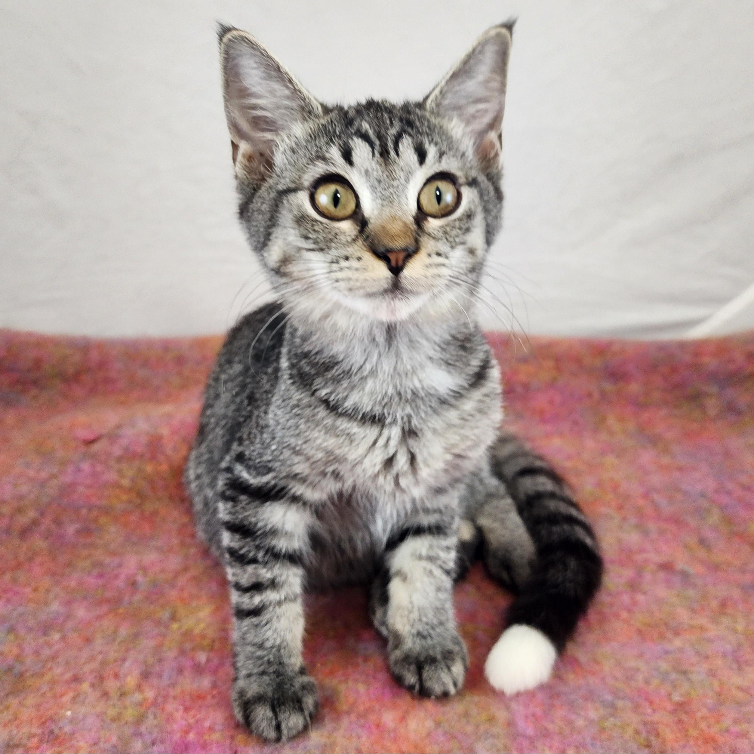 Sassy, Adoptable, Kitten Female Domestic Short Hair.