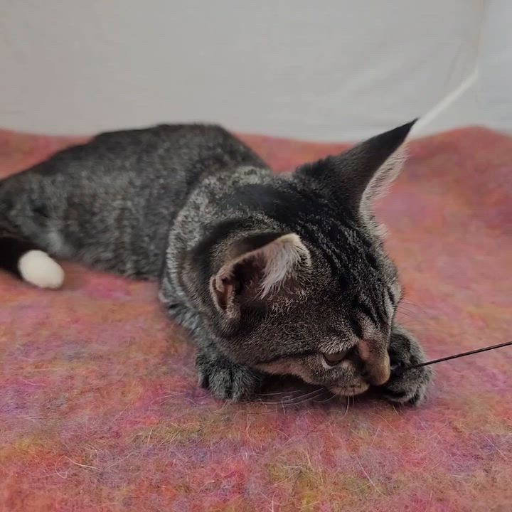 Enlarge Sassy, a Adoptable Domestic Short Hair in New York, NY video 6/6