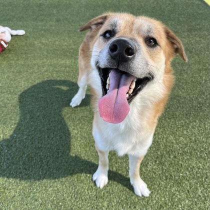 Reno, Adoptable, Adult Male Shepherd & Mixed Breed.