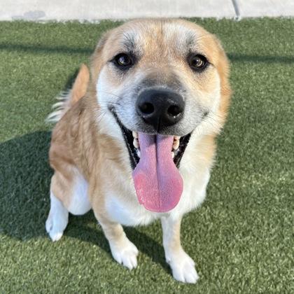 Enlarge Reno, a Adoptable mixed breed in Grapevine, TX image 2/3