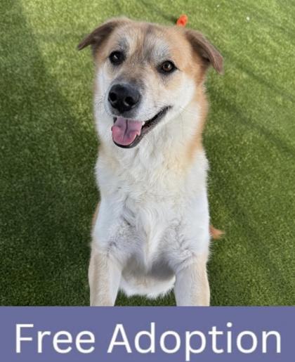 Fantastic Mr. Fox, a Adoptable mixed breed in Grapevine, TX image 5/6