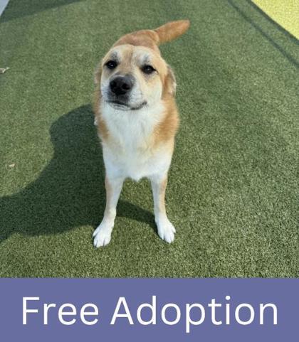 Enlarge Reno, a Adoptable mixed breed in Grapevine, TX image 3/3