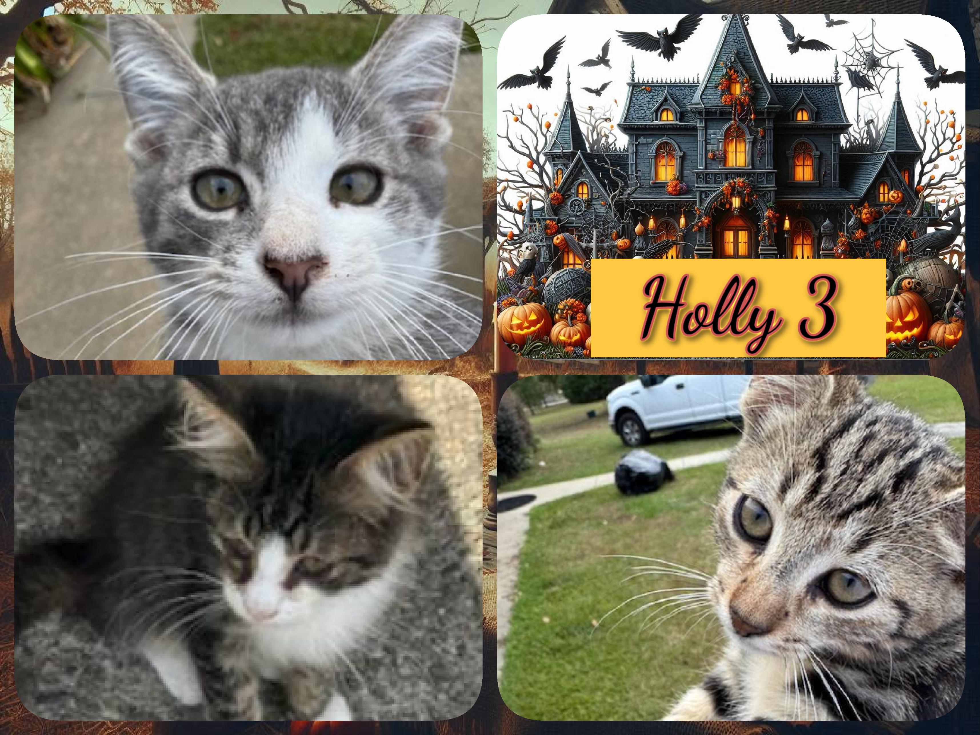 Holly 3, Adopted, Kitten Female Domestic Short Hair.